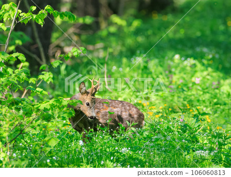 Roe Deer(Capreolus capreolus) male looking at camera 106060813