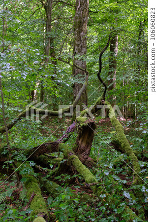 Summertime deciduous forest with broken oak branch 106060823