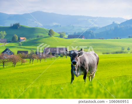 A cow grazing in a meadow. View of a sunny valley with lush grass 106060951