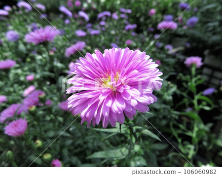 Perennial Aster Victoria 106060982