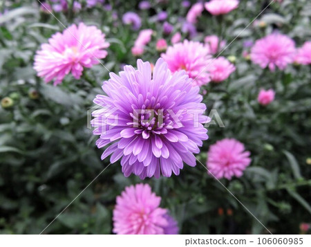 Perennial Aster Victoria Perennial Aster Victoria 106060985