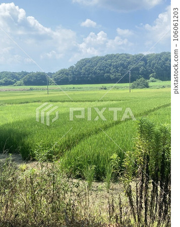 Rice and rice fields beginning to bear fruit 106061203