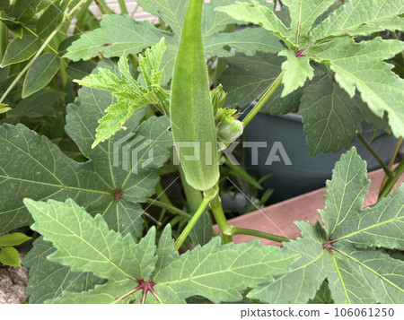 家庭花園裡種植的秋葵幼苗 106061250