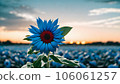 Sunset and blue sunflowers 106061257