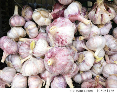 Garlic on showcase of grocery or market, raw vegetables in supermarket, close up Garlic on showcase of grocery or market, raw vegetables in supermarket, close up 106061476