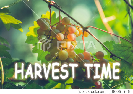Harvest time lettering. Autumn concept, harvest green white grapes organic fruit 106061566