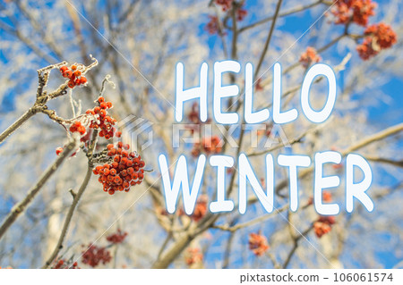 Mountain ash in winter on sky background, Hello Winter lettering inscription. 106061574