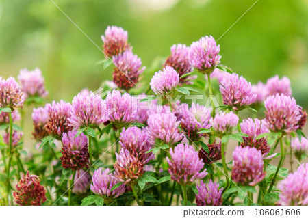 Flowers of violet clover Trifolium repens.The plant is edible, medicinal. Grown as a fodder plant. Selective focus Flowers of violet clover Trifolium repens.The plant is edible, medicinal. Grown as a fodder plant. Selective focus 106061606