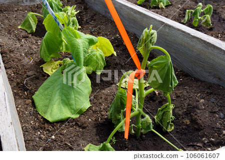 Hot summer dryness destroying cultivated crops. Dehydration of Crop cucumber. Summer season 106061607