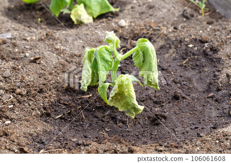 Spoiled cucumber, dry season. Ecological threat in agriculture. Spoiled food. Selective focus 106061608