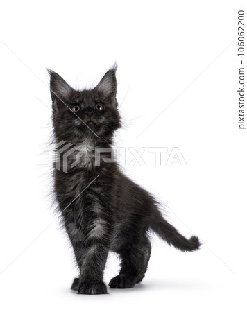 Domestic cat kitten on white background 106062200
