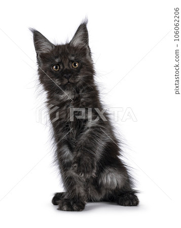 Domestic cat kitten on white background Domestic cat kitten on white background 106062206