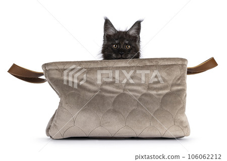 Domestic cat kitten on white background Domestic cat kitten on white background 106062212