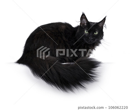 Maine Coon cat on white background 106062220
