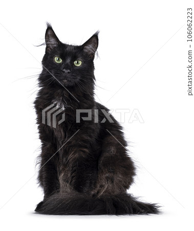 Maine Coon cat on white background Maine Coon cat on white background 106062223