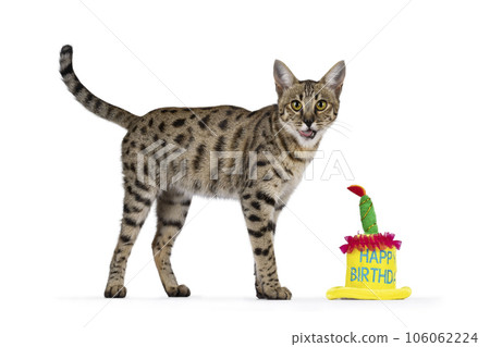 Cat with birthday cake on white Cat with birthday cake on white 106062224