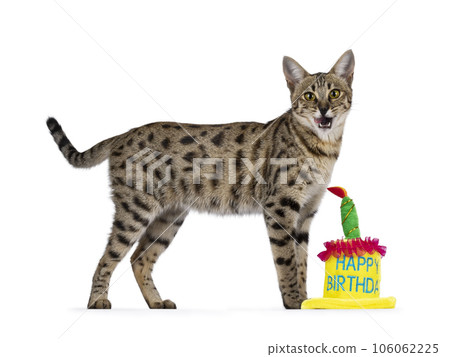 Cat with birthday cake on white Cat with birthday cake on white 106062225