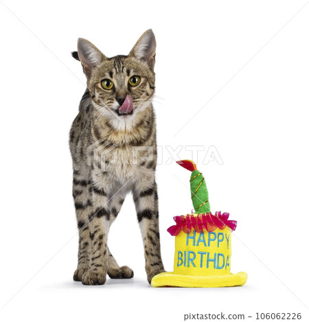 Cat with birthday cake on white 106062226