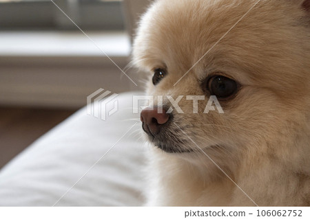 Pet relaxing on the sofa at home Pet relaxing on the sofa at home 106062752