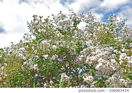 White-flowered Crape Myrtle White-flowered Crape Myrtle 106063434