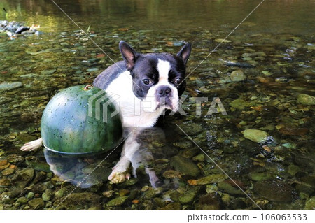 波士頓梗犬威猛君在常川町的常川河中拿著冰鎮的西瓜向上游眺望♡ 106063533