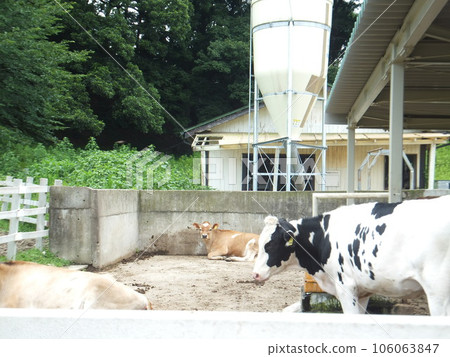 Leisurely multiple cows 106063847