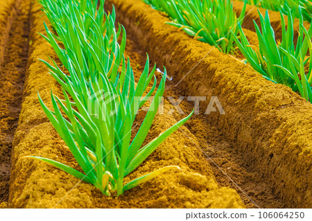 green onion field green onion field 106064250