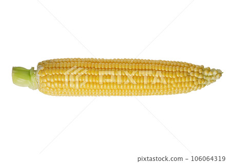 Fresh yellow ear of corn isolated on white background 106064319