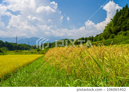 Summer blue sky and rice field before harvest 106065402
