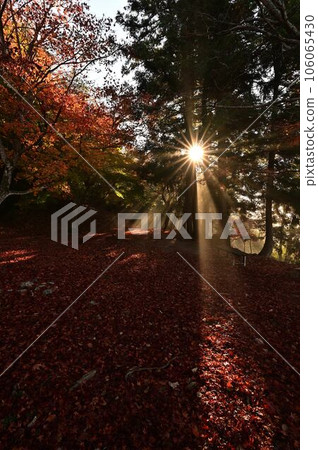 Autumn leaves of Kuroi Castle ruins Autumn leaves of Kuroi Castle ruins 106065430
