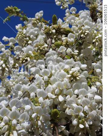 傘兵部隊 106065515