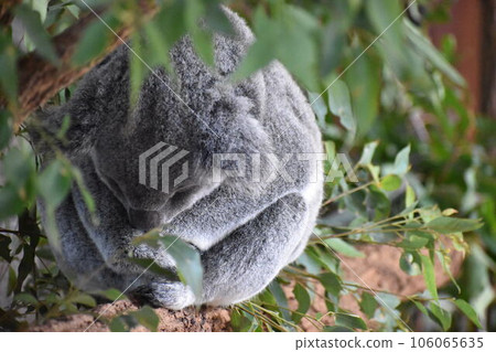 Australia: sleeping koala Australia: sleeping koala 106065635