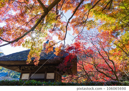Kamakura, the ancient capital of late autumn, Chojuji Kannon-do with autumn leaves 106065698