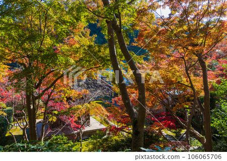 Kamakura, the ancient capital of late autumn, Chojuji Temple with autumn foliage 106065706