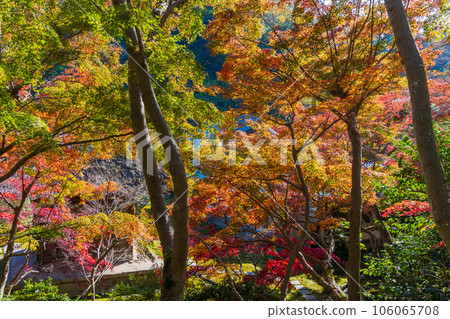 鎌倉，深秋的古都，秋葉的長壽寺 106065708