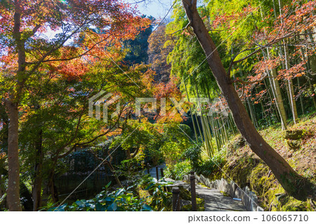 Kamakura, the ancient capital of late autumn, Chojuji Temple with autumn foliage 106065710