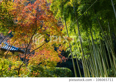 Kamakura, the ancient capital of late autumn, Chojuji Temple with autumn foliage 106065711