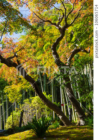 鎌倉,深秋的古都,秋葉的長壽寺 鎌倉,深秋的古都,秋葉的長壽寺 106065714