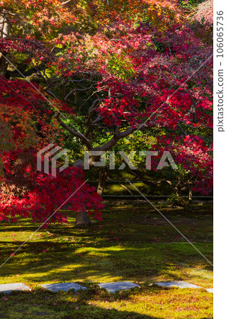 Kamakura, the ancient capital of late autumn, Chojuji Temple with autumn foliage Kamakura, the ancient capital of late autumn, Chojuji Temple with autumn foliage 106065736