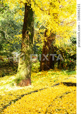 足森藩主的庭園 深秋的錦水園 銀杏葉落下的散步道2 岡山縣岡山市北區足森 106066281