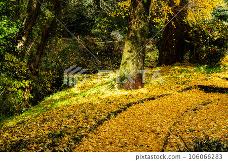 Ashimori feudal lord feudal lord's garden Kinsuien in late autumn Walking path 4 with fallen ginkgo leaves Ashimori, Kita Ward, Okayama City, Okayama Prefecture Ashimori feudal lord feudal lord's garden Kinsuien in late autumn Walking path 4 with fallen ginkgo leaves Ashimori, Kita Ward, Okayama City, Okayama Prefecture 106066283