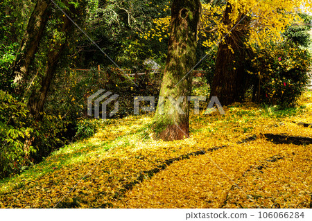 Ashimori feudal lord feudal lord's garden Kinsuien in late autumn Walking path 5 with falling ginkgo leaves Ashimori, Kita Ward, Okayama City, Okayama Prefecture Ashimori feudal lord feudal lord's garden Kinsuien in late autumn Walking path 5 with falling ginkgo leaves Ashimori, Kita Ward, Okayama City, Okayama Prefecture 106066284