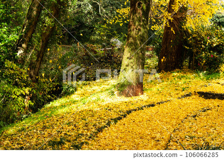 岡山縣岡山市北區足守藩主庭園 深秋的錦水園 銀杏葉落下的散步道6 足守 106066285