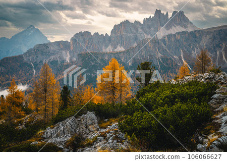 Colorful autumn redwoods and picturesque lacy cliffs at sunrise, Dolomites 106066627