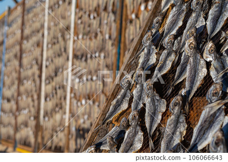 Fish drying on the beach in Nazare Fish drying on the beach in Nazare 106066643