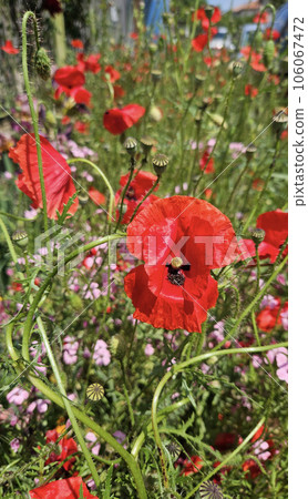 Beautiful bright red poppies and other flowers 106067472