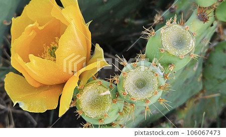Blooming cactus with bright yellow flowers and sharp spines Blooming cactus with bright yellow flowers and sharp spines 106067473