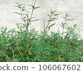 修剪過的空地上的大麻。戶外大麻田。 106067602
