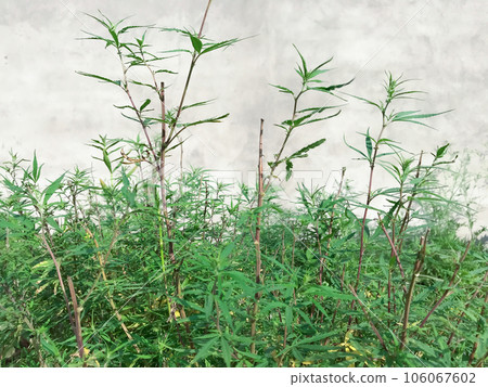 Cannabis in a mowed glade. Cannabis field outdoors. 106067602