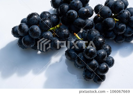 長野紫（大葡萄）用水沾濕的白色背景照片 106067669